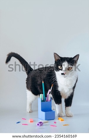 Concept back to school. Cat and school supplies. Photos for social networks, advertising, web banners on the topic of education. Copy space. 