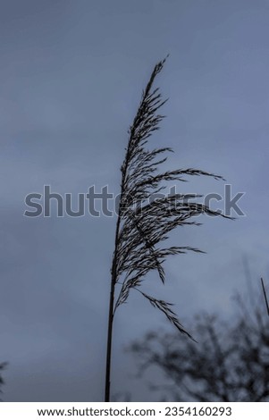 Macro photo of a wheat under the threatening sky