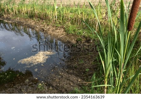 During drought dried up small pond in farmers agricultural field,  growing grass on bottom in dried up pond, drought, natural disaster concept