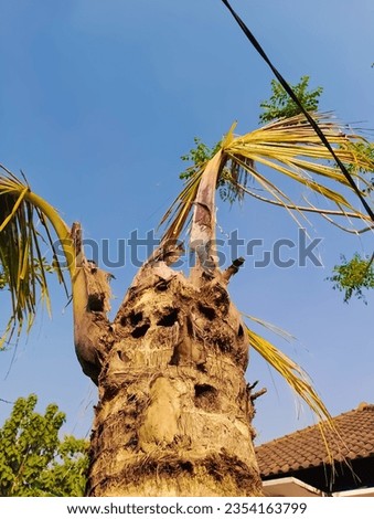 Coconut trees damaged by infection with rhinoceros beetle and red palm weevil.