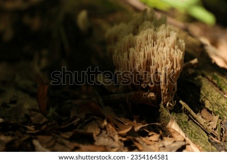 Mushrooms growing on tree trunk in forest. Space for text
