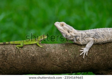 A white morph bearded dragon together with baby green iguana resting on a tree trunk, natural bokeh background

