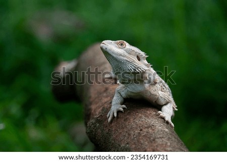 A white morph bearded dragon resting on a tree trunk, natural bokeh background
