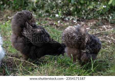 Silkies Chicken of differents colors in a garden Royalty-Free Stock Photo #2354171187