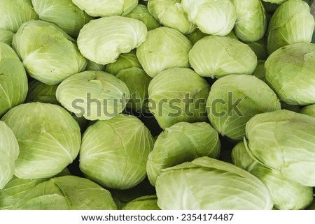 Variety of fresh leafy green cabbages on the stall of farmers' market. Autumn harvest fresh organic white cabbage heads at the farm.