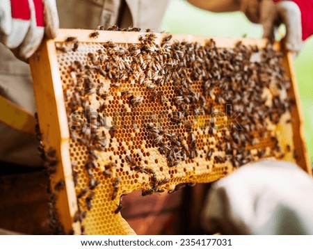 Beekeeper holding frame with honey comb. Selective focus. Agriculture industry. Production of sweet gold organic product for human consumption. Popular garden hobby. Warm golden color.