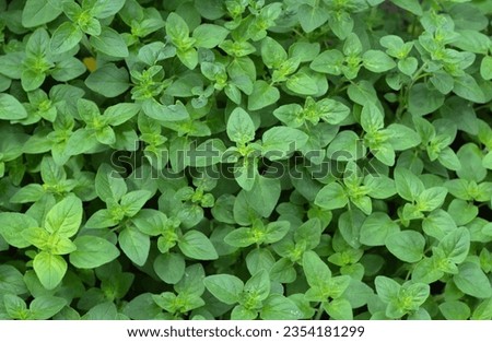 Oregano, Origanum vulgare  plants top view. Oregano is a culinary herb. Royalty-Free Stock Photo #2354181299