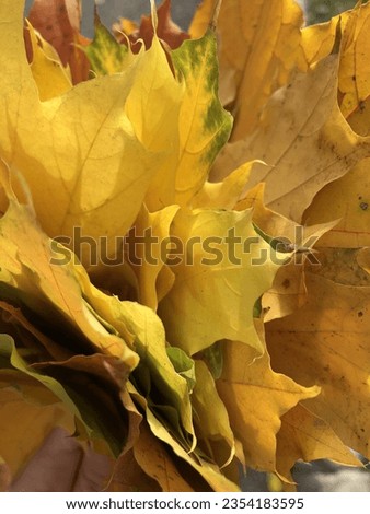 yellow autumn leaves bouquet closeup