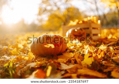Cute Halloween pumpkin in the autumn park among the fallen leaves. Holiday concept.