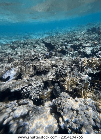 Corals in the red sea in Hurghada, Egypt
