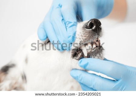 Close up profile shot of a black and white mongrel dog and the veterinarian. Doctor in blue gloves is holding dog's head, doing check up, looking at the teeth. Royalty-Free Stock Photo #2354205021