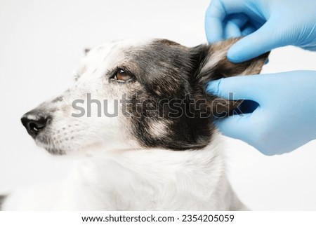 Close up profile shot of a black and white mongrel dog and the veterinarian. Doctor in blue gloves is holding dog's head, doing check up of the ears. Royalty-Free Stock Photo #2354205059