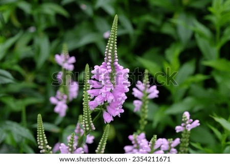 Physostegia virginiana, the obedient plant or false dragonhead, in flower. Royalty-Free Stock Photo #2354211671