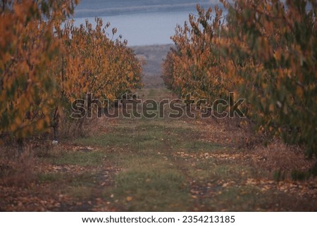 Autumn view of trees growing in rows at orchard. Numerous young fruit trees at the farm. Landscape from a Cherry Farm. Beautiful nature scene with cherry tree. plantation of cherry trees in autumn.