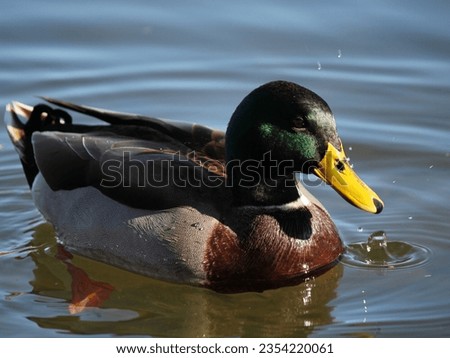 Duck floating on water's surface