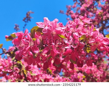Colorful springsummer flowers. Awesome pictures 