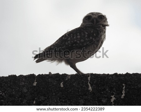 Photos of birds, animals, landscapes for different categories being used in different things such as notebook covers, billboards, shirts, school curtains.