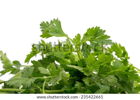 Parsley in closeup on a white background
