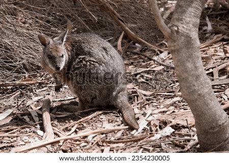 the tammar wallaby is searching for food