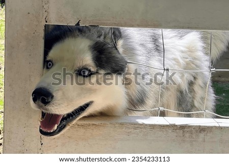a photography of a dog looking out of a fenced in area, eskimo dog looking through a fence with its mouth open.