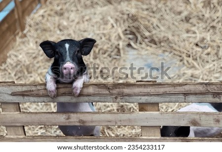 a photography of a pig sticking its head over a fence, sus scrofa is looking over a fence at the camera.