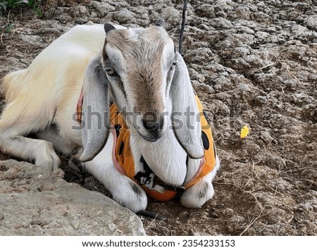 a photography of a goat laying down in the dirt, gazelle laying down in dirt with harness on.