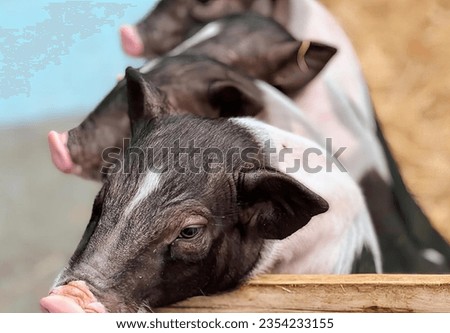 a photography of three pigs are standing behind a fence, sus scrofa, a pig, and a pig are looking over a fence.