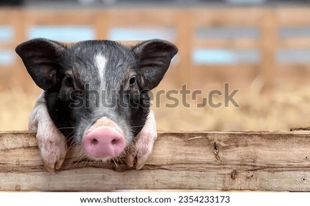 a photography of a pig sticking its head over a fence, sus scrofa pig sticking its head over a fence.