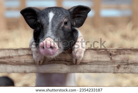 a photography of a pig sticking its head over a fence, sus scrofa is a small pig with a pink nose.