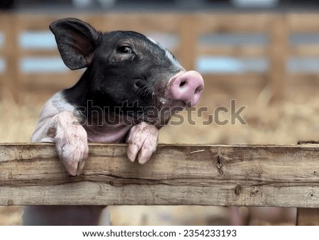 a photography of a pig sticking its head over a fence, sus scrofa is a small pig that is looking over a fence.