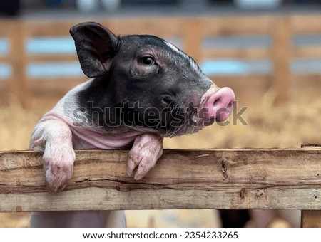 a photography of a pig sticking its tongue out over a fence, sus scrofa pig sticking its tongue out over a fence.