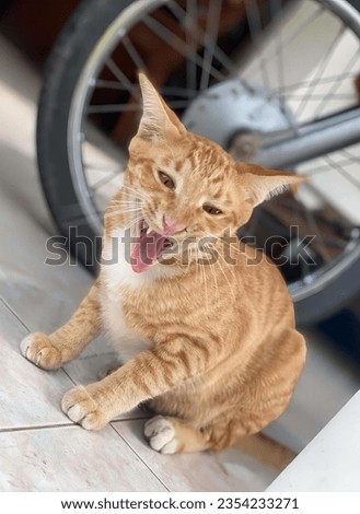 a photography of a cat yawning on the floor next to a bicycle, tiger cat sitting on the floor with its mouth open and tongue out.