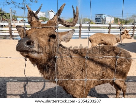 a photography of a deer behind a fence looking at the camera.