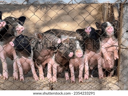 a photography of a group of pigs standing behind a fence, sus scrofas are standing in a fenced in area with a bunch of pigs.