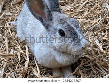 a photography of a rabbit sitting in a pile of straw, hare sitting in straw with ears wide open.
