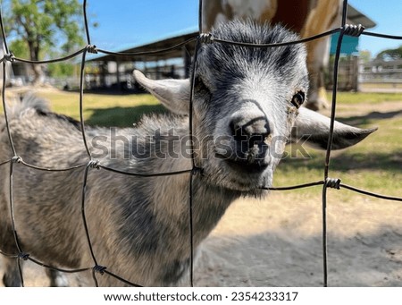 a photography of a goat looking through a fence at the camera.