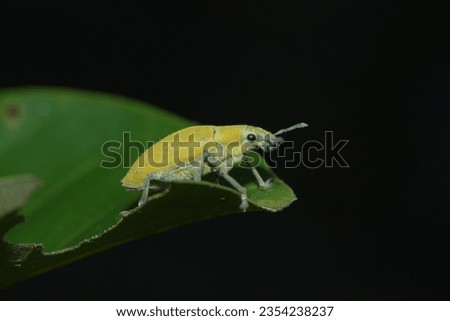 Photo of insects and spiders on green leaves. Can be used for wallpaper, background, scientific writing