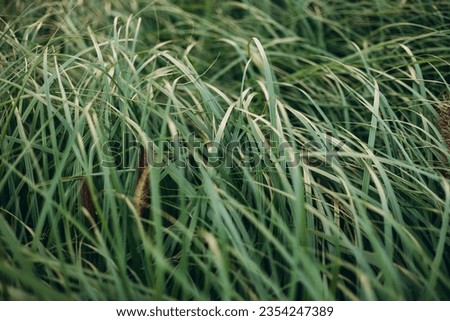Dry autumn grasses with spikelets close-up. The natural green background. Selective focus