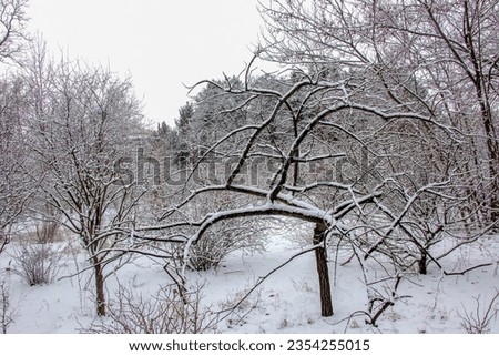 Oak Quercus robur in winter covered with snow in the Botanical Garden in Dnipro, Ukraine.
