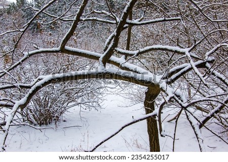 Oak Quercus robur in winter covered with snow in the Botanical Garden in Dnipro, Ukraine.