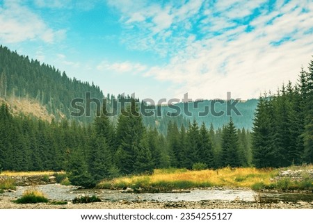 Beautiful mountain landscape. Fir forest and a mountain river.