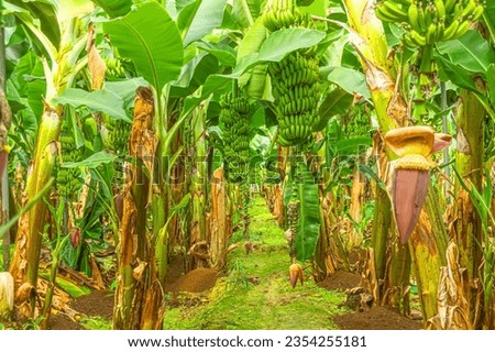 Ripening, unripe green bananas hang in clusters on banana plantations. Industrial scale banana cultivation for worldwide export Royalty-Free Stock Photo #2354255181