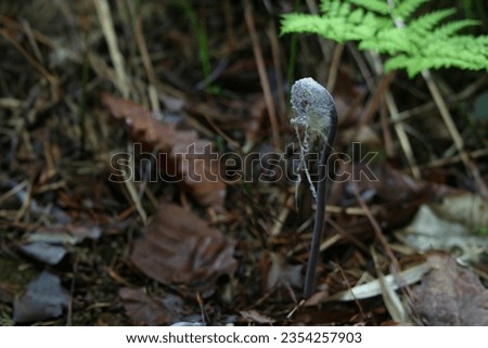 Asian royal fern image that grows naturally in mountain forests