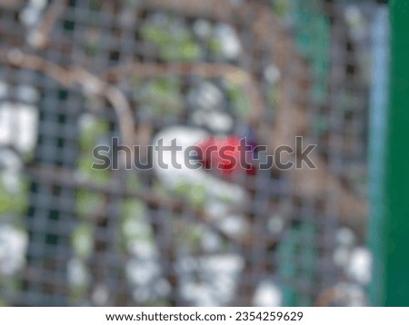 Defocused photo of a bird in a cage