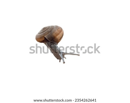 The pictures of snails in my backyard look lovely. Hope you guys like it.