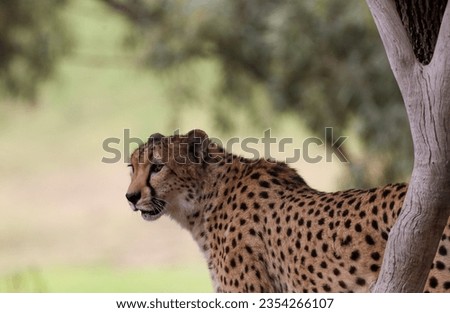 A South African Cheetah (acinonyx jubatus jubatus), the fastest land mammal.
