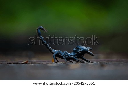 Closeup one scorpion on ground in the forest.