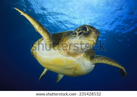 Green Turtle Royalty-Free Stock Photo #235428532
