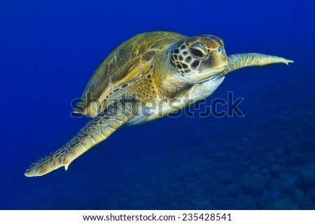 Green Turtle Royalty-Free Stock Photo #235428541