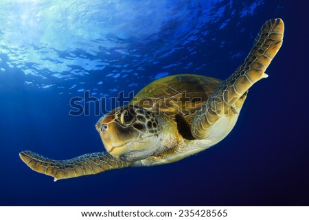 Green Turtle Royalty-Free Stock Photo #235428565